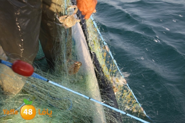 sayyadnewyaffa3 (12).JPG